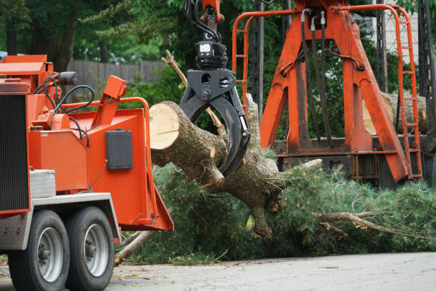 Best Emergency Storm Tree Removal  in Joseph, OR